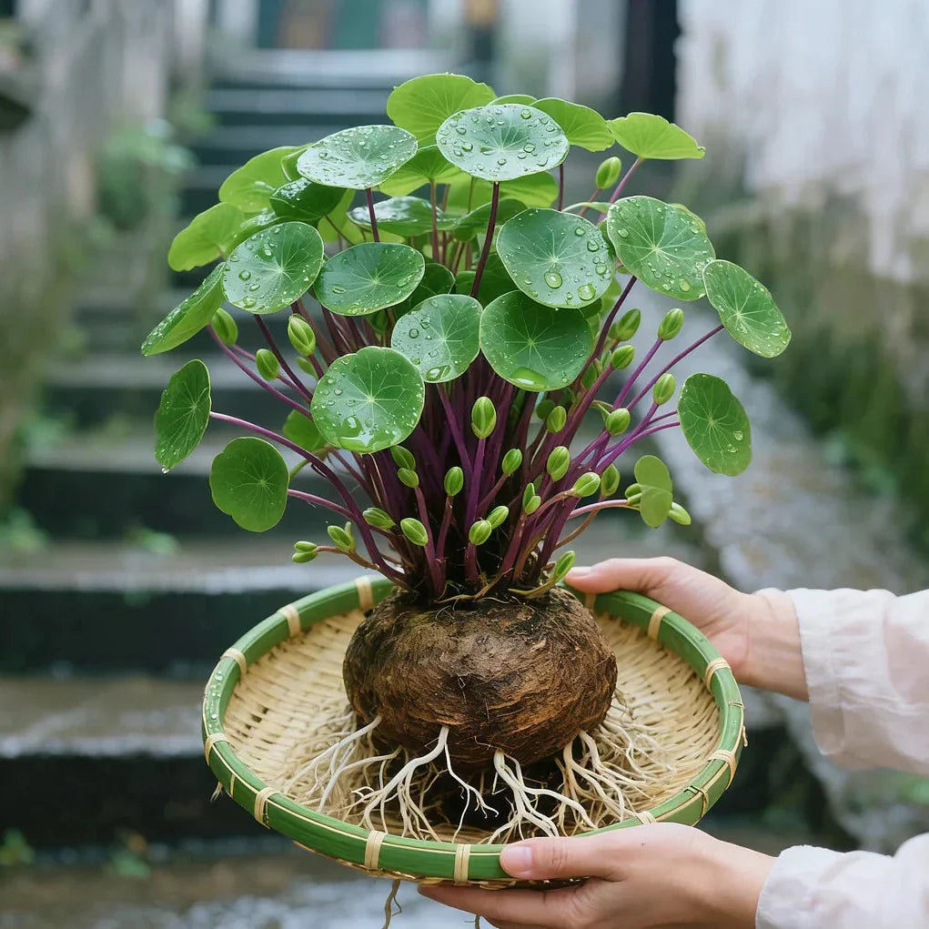 UrbanLeaf – Stilfuld, vedligeholdelsesfri stueplante